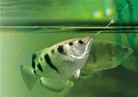 Archerfish .